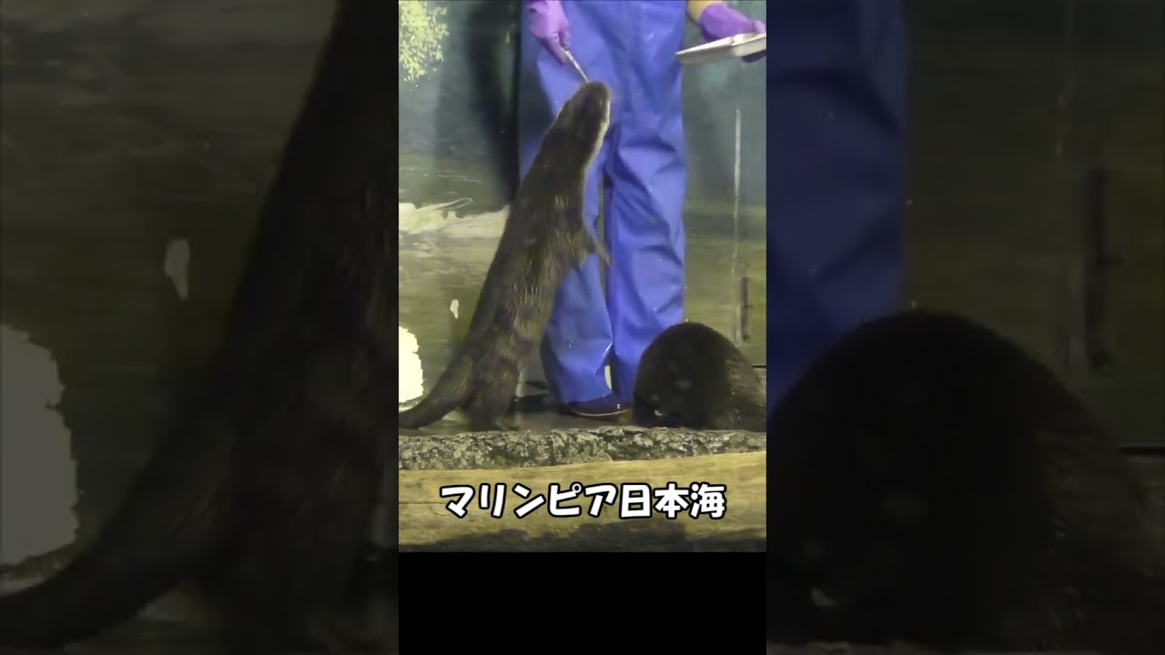 ユーラシアカワウソのごはんタイム #shorts #otter #aquarium