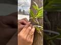 Easy following using beautiful techniques for grafting dendrobium plants on the tree🌳🌱🌱🌱