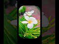 #youtubeshorts #publicreactin #public #viral #naturelovers #shortvideo #positivevibes #naturalbeauty