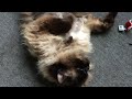 Ragdoll cat try to get the water