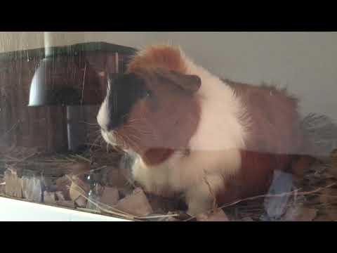 Guineapig chirping