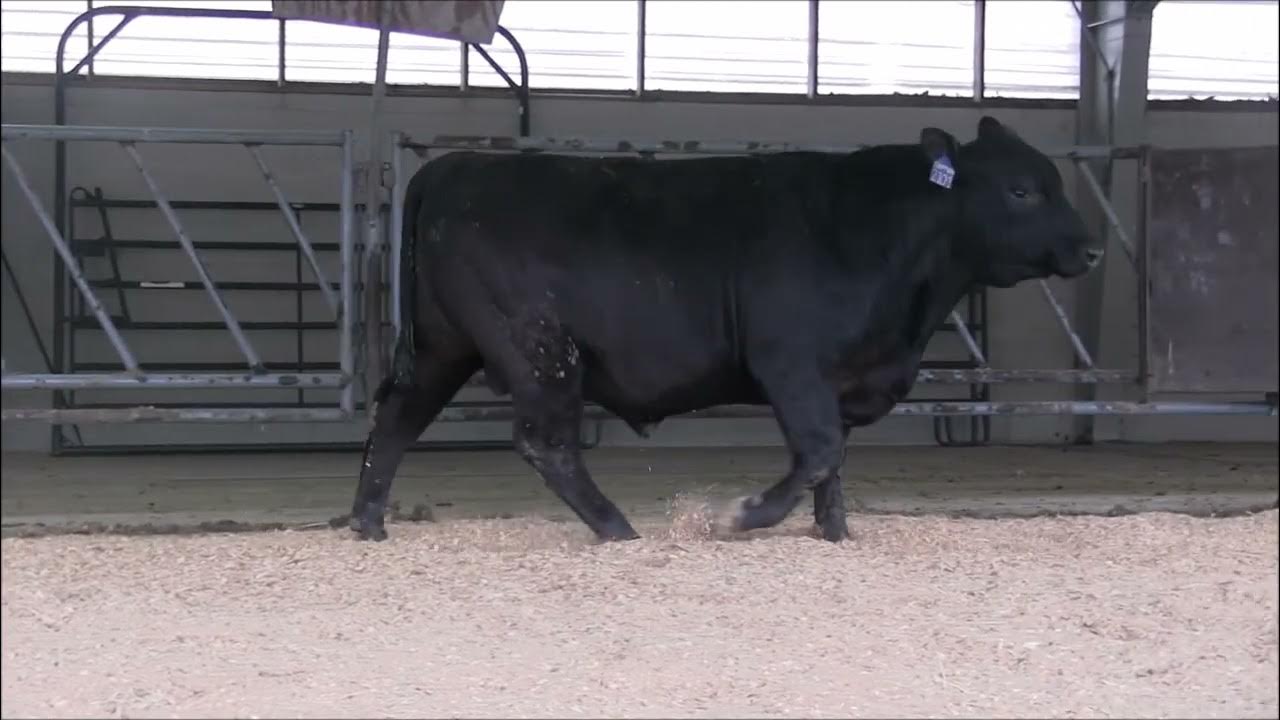PA Bull Test Lot 31 YouTube