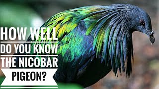 Nicobar pigeon || Description, Characteristics and Facts!