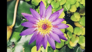 Đắc Nhân Tâm Audio - Chương 3 "Ai làm được điều dưới đây người đó có cả thế giới"