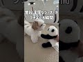 【衝撃】温厚なシーズー犬がブチギレる瞬間 #shorts / Shih Tzu got angry at the stuffed animal.