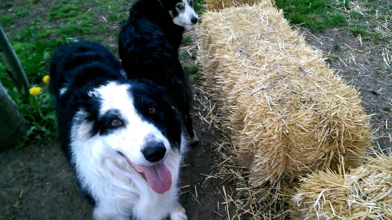 Combining Puppies in a MULTIPLE DOG HOUSEHOLD