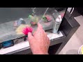 Walking fish, redox and oxygen by Paul Talbot