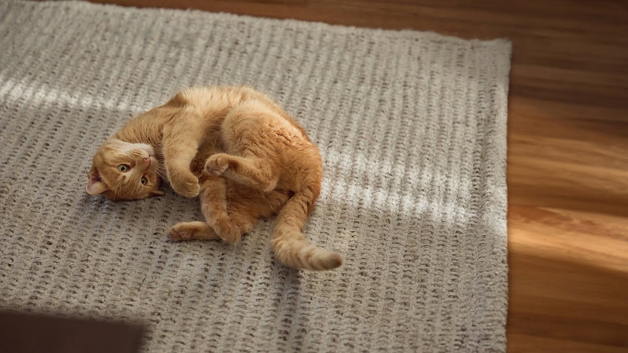 Connect With A Vet Chewy Commercial YouTube connect-with-a-vet-chewy-commercial-youtube