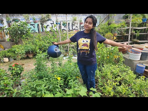 Arpita 60000/- 🤑 $ 💲 টাকার গাছ কিনে দিলো আমায় | @arpitabiswasofficial2016 @papansubhendu