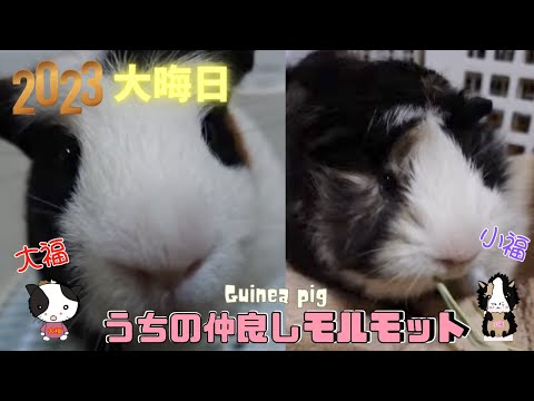 大晦日🎍うちの仲良しモルモット🐹大福＆小福