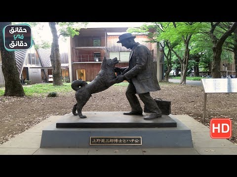 فيديو: أين النصب التذكاري لهاتشيكو ، الكلب المخلص والمخلص