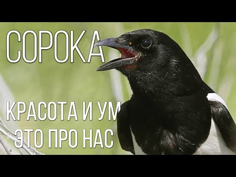 Сорока: Умная и смешная птица | Интересные факты про сорок