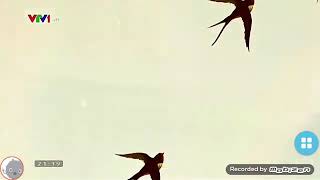 Vtv Ident Tết 2020 V3.2