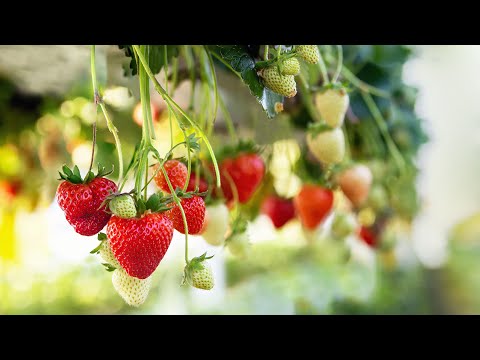 Video: Ako pestovať jahody v fajke?