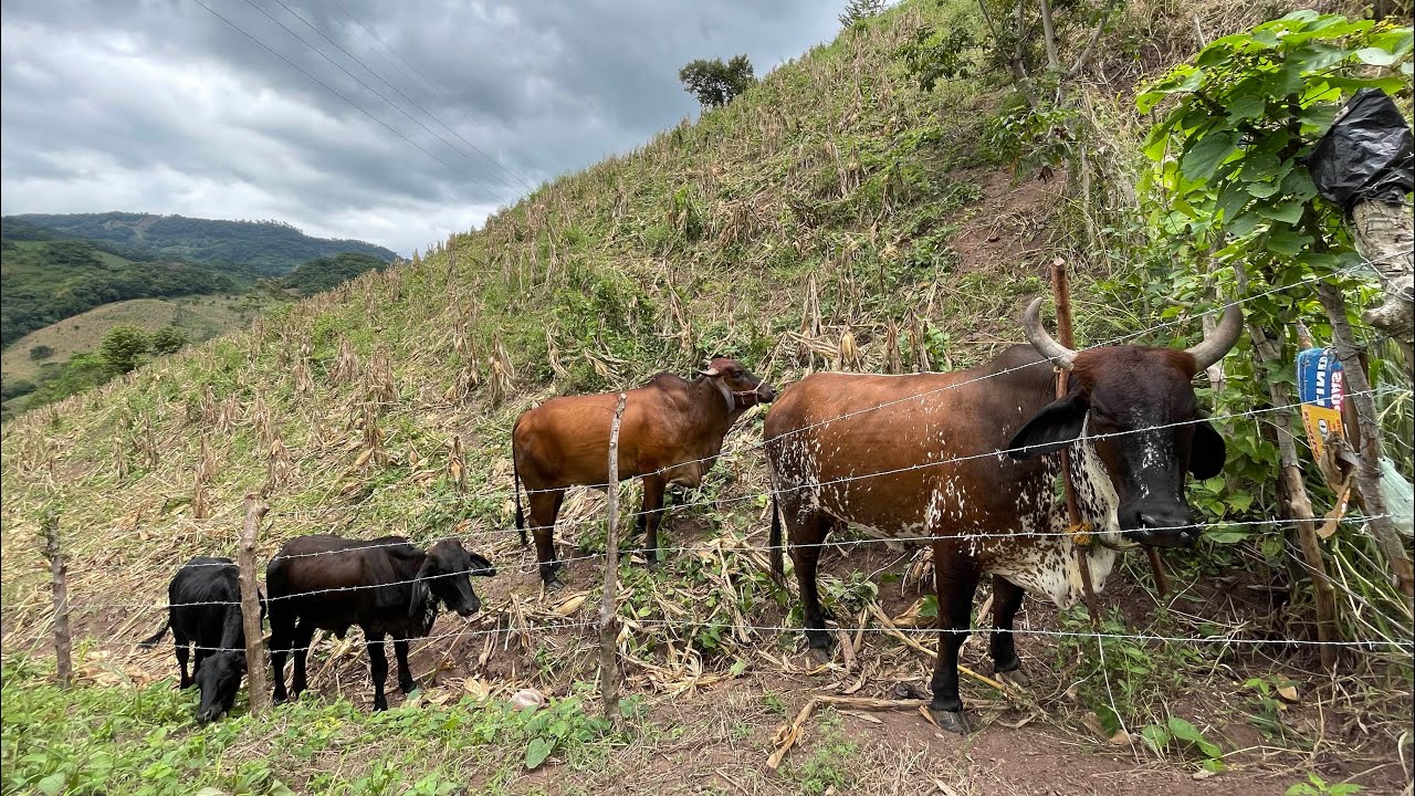 Las futuras madres para este 2026🐄😍