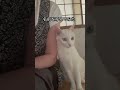 ご機嫌なシロちゃん #猫動画 #白猫 #シロちゃん #猫との暮らし