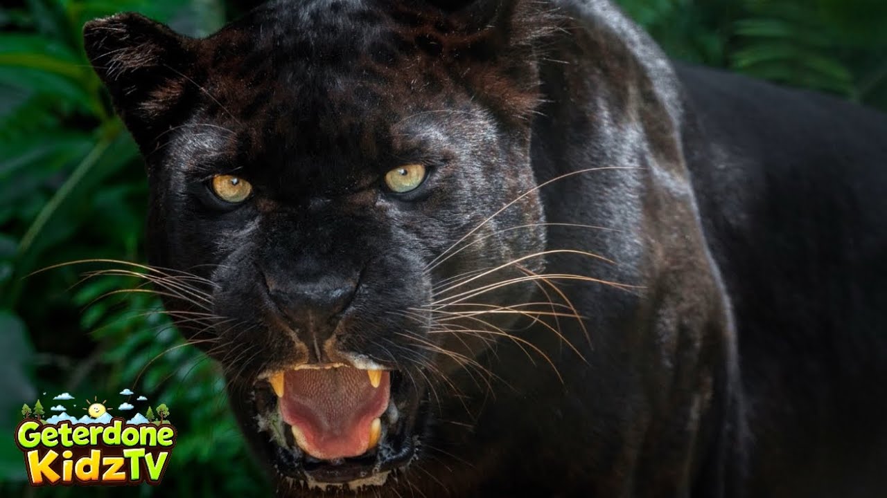 Black Panthers: Discover their world! - YouTube