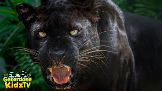 Black Panthers: Discover their world! 