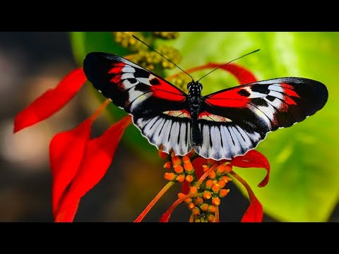 Ovo je način da namamite leptire u vaše dvorište