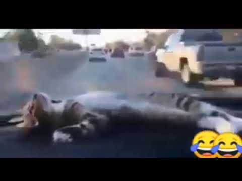 اغنيه تامرعاشور
