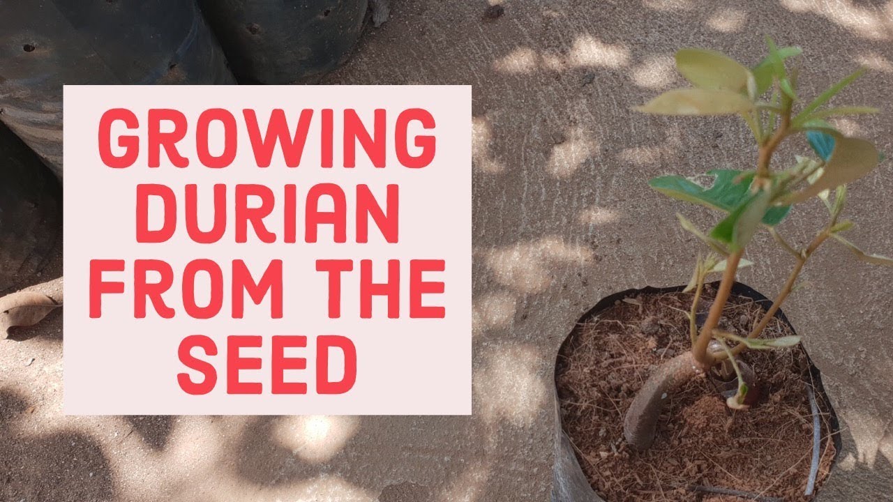 Growing Durian Tree from the Seed YouTube