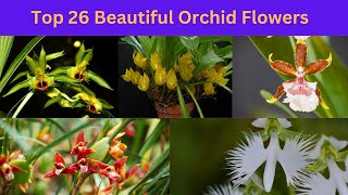 Top 26 Beautiful Orchid Flowers by nsfarmhouse 18 views 2 months ago 3 minutes, 25 seconds