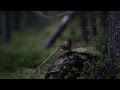 Kuukkeli mets the siberian jay forest