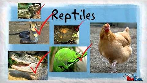 What makes a reptile a reptile?