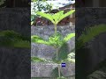 8k 120 fps with vivo x300 pro#fps#fyp #viral #tech #techtok #smooth