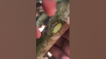 Master the T Cut Budding Technique EP116 #nature #graftingtechniques