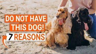 COCKER SPANIEL: 🐶7 REASONS you SHOULD NOT have one
