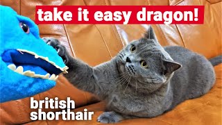 British Shorthair vs Dragon by The Famous Tom 101 views 3 years ago 3 minutes, 25 seconds