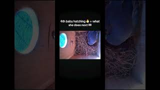 4th Bluebird Chick Hatches + Mom Removes Eggshell 🐣