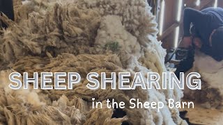 It’s SHEEP SHEARING day! 🐑 Johnny’s herding debut! #sheep #shearing #workingdog #dog #farming