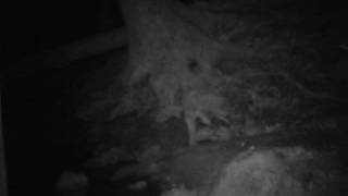 Trail Cam Red Fox (brief) Jan 2016