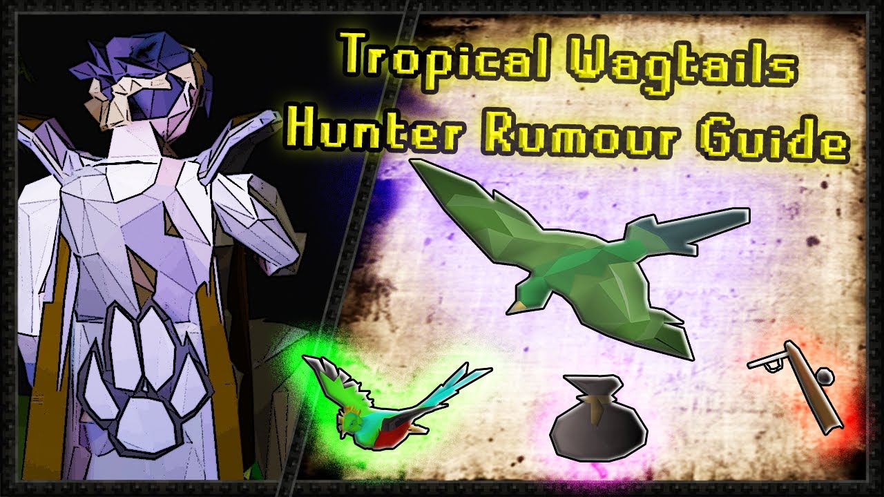 OSRS Hunter Rumors - Tropical Wagtails Quick Guide (3 min)