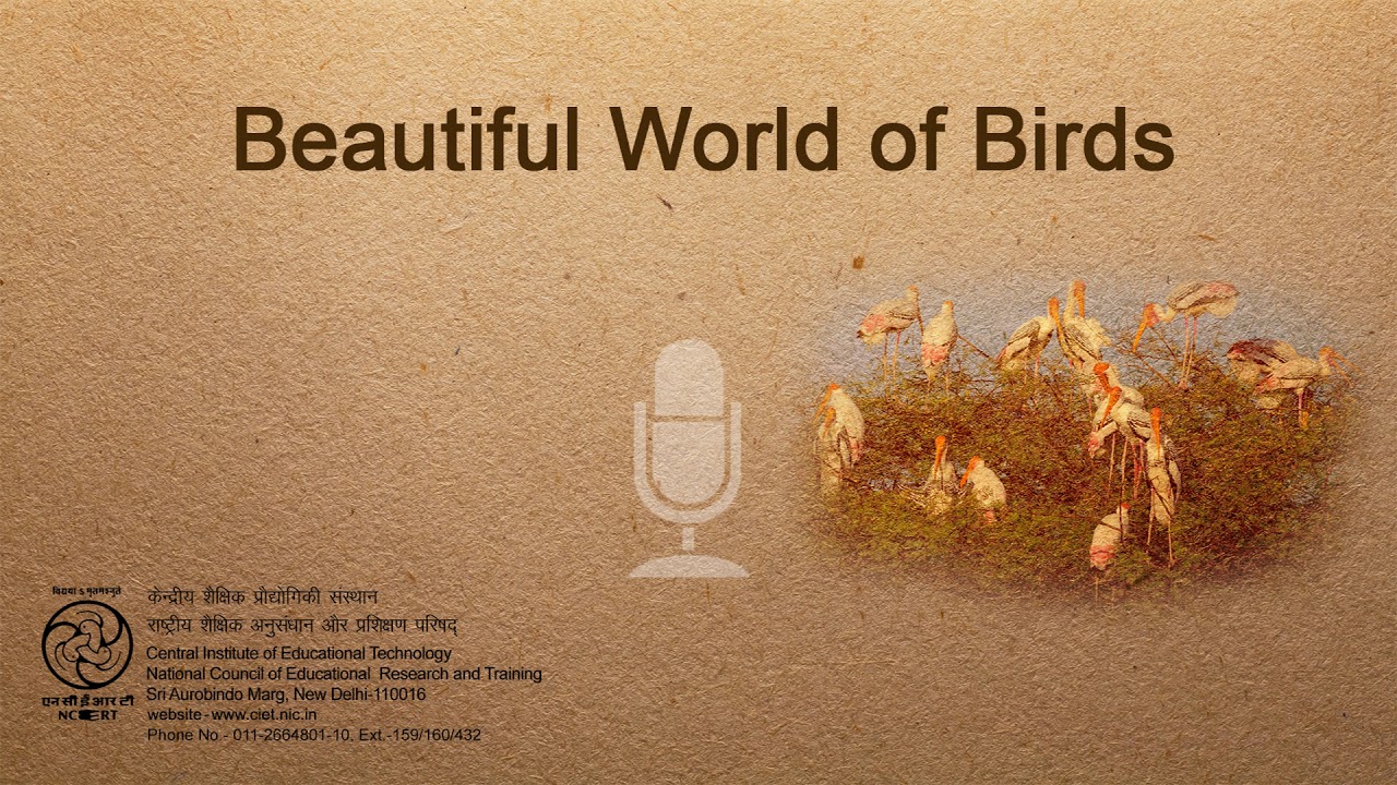 Beautiful World of Birds camera iphone 8 plus apk