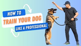How to Train Your Dog like a PROFESSIONAL - Here are 4 SECRETS! by Dog Training Advice Tips 317 views 1 month ago 6 minutes, 30 seconds