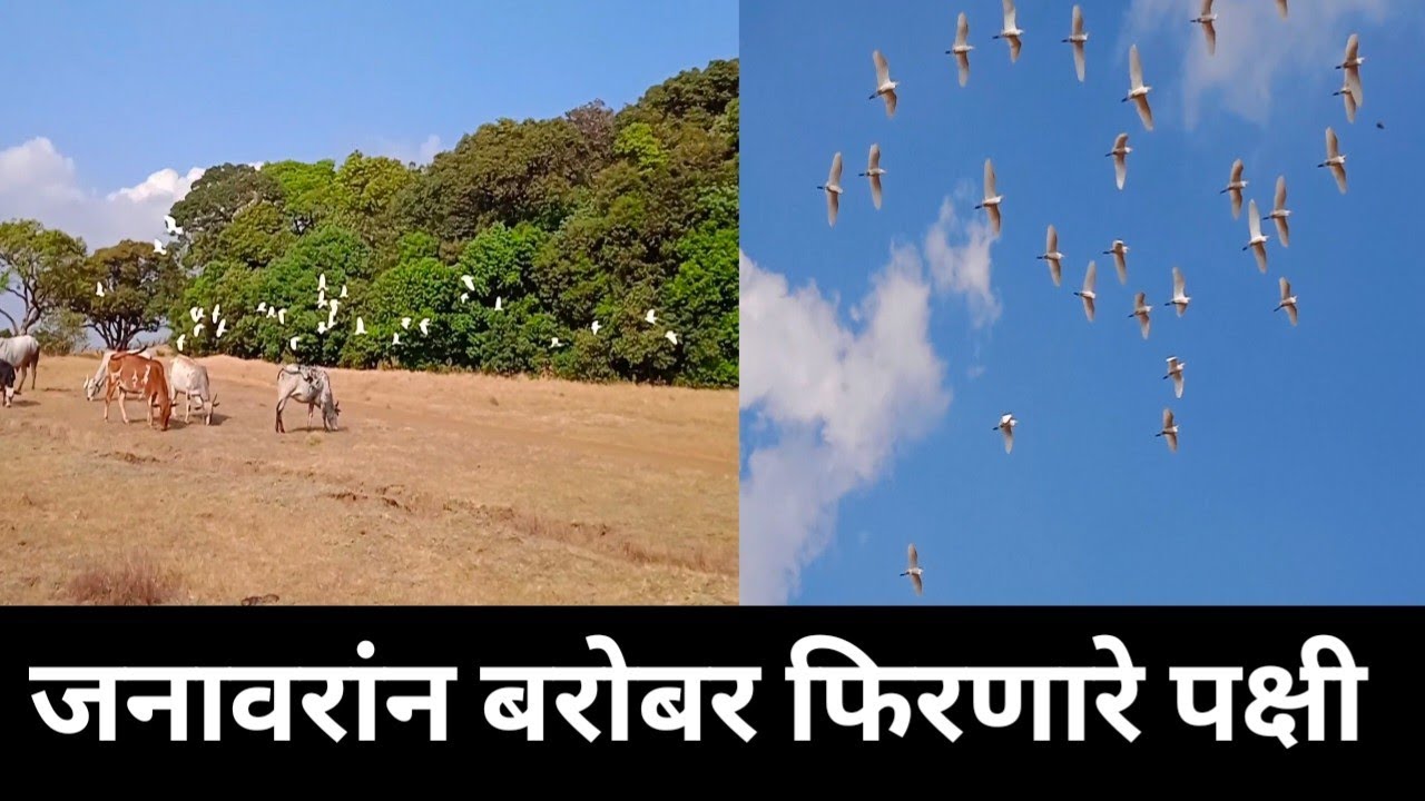 जनावरांन बरोबर फिरणारे पक्षी Birds that move with animals