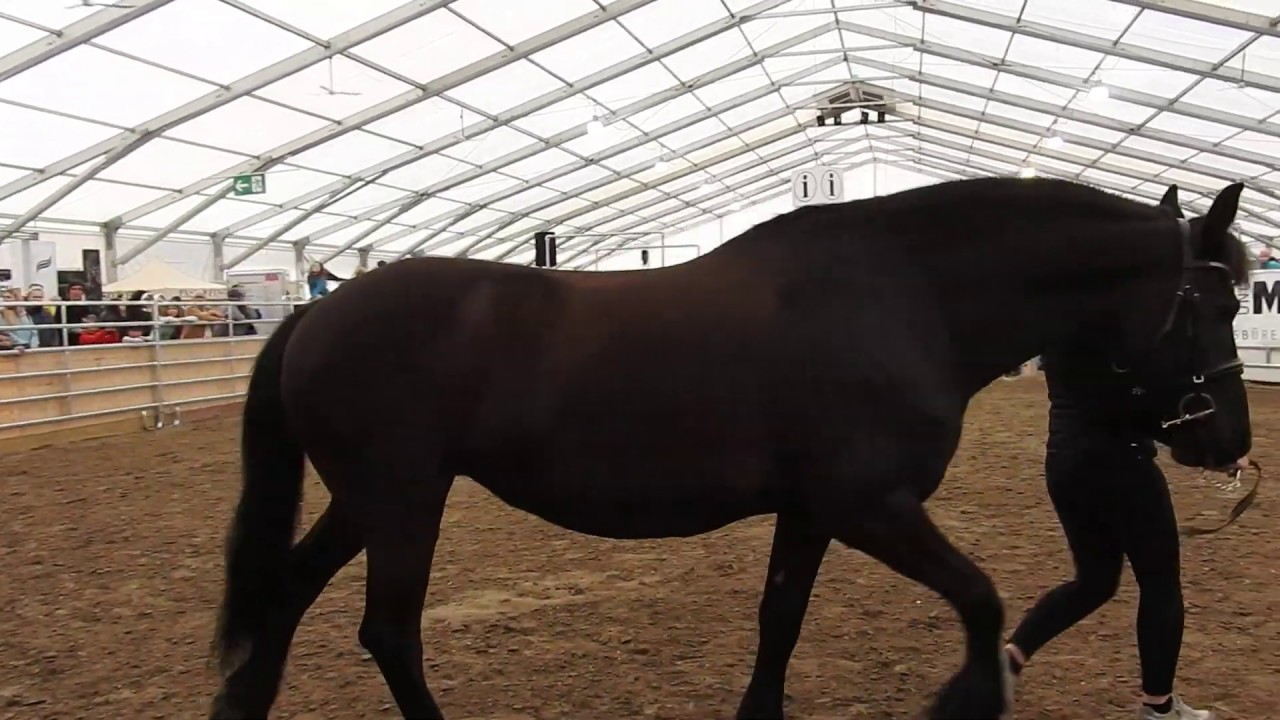 フリージアン ホースの紹介1 Friesian Horse Presentation 19 0503 Youtube