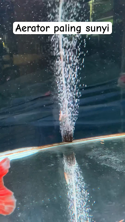 Aerator paling sunyi tanpa suara #aquarium #aerator #shorts #hailea