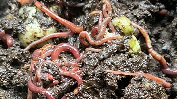 Composting with Craig Ep 193: 5000+ Red Wiggler Worm Bins Check