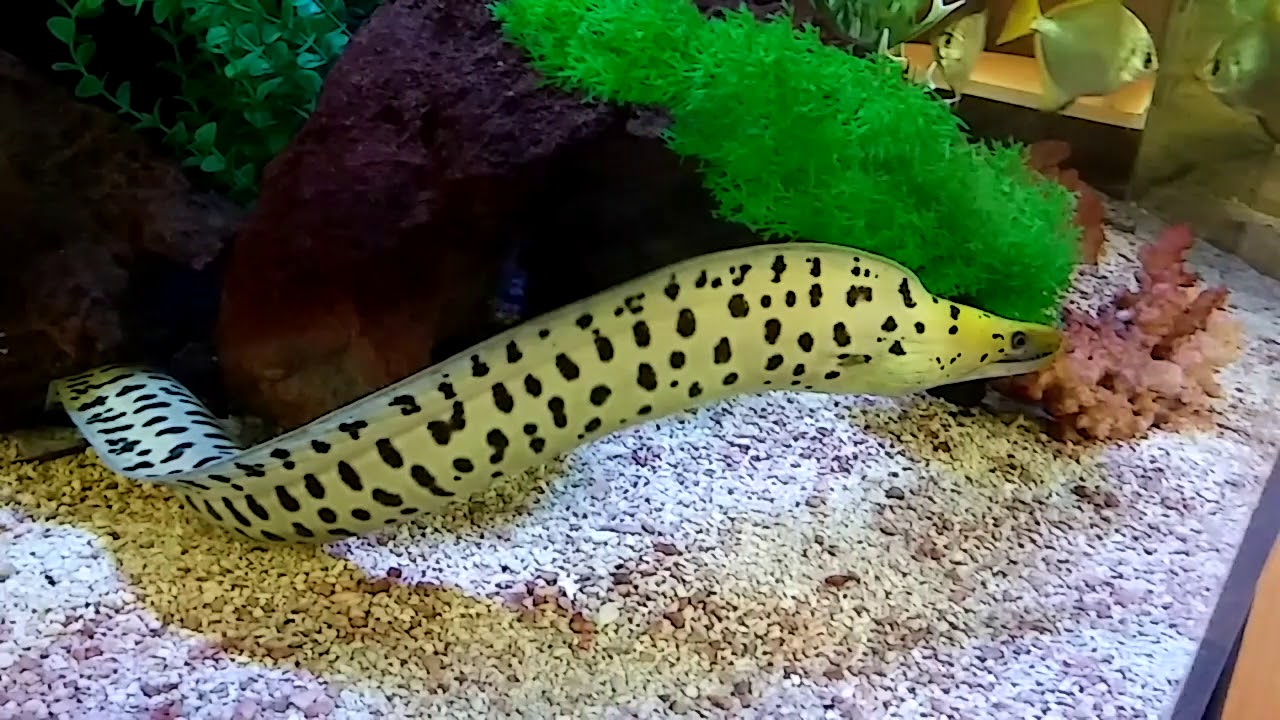 Yellow Head Moray Eel YouTube