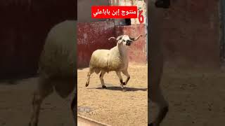 تحياتي 🫡للمخدرم 👌إبن الرضى 😱عبد الحق #sardi #moroco #الخروف #الصردي #المغرب #الفخامة #الزين