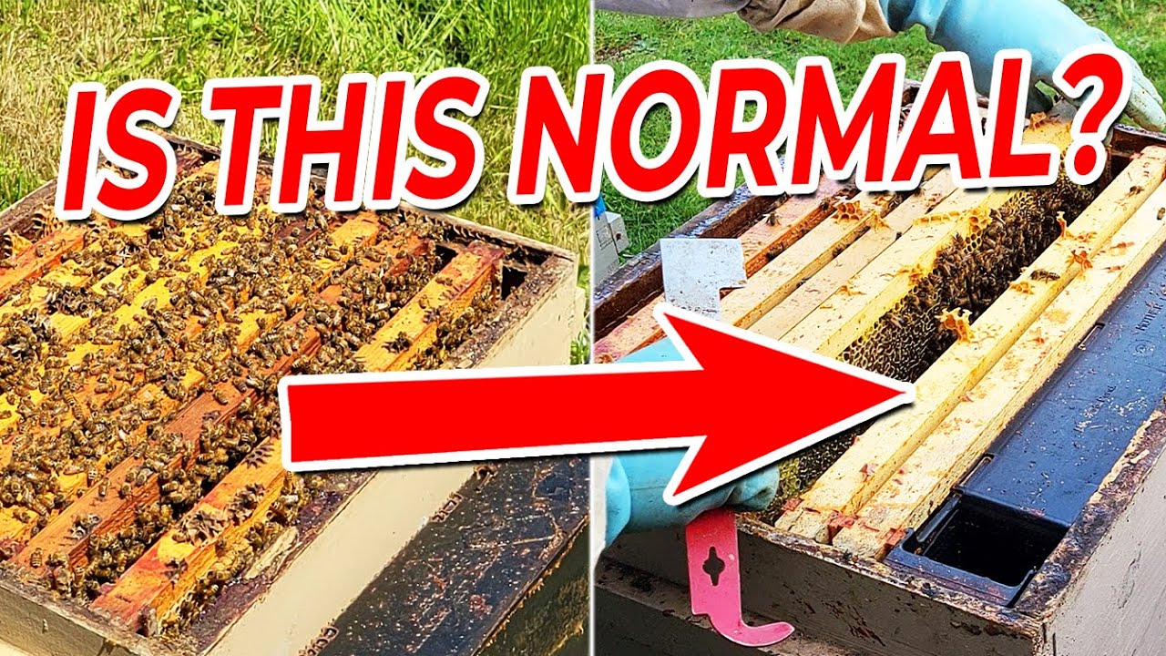 Danger or OK? Overwintered Honey Bee Colony - Beekeeping Hive ...
