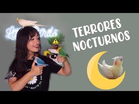 Video: ¿Todas las cacatúas tienen miedo nocturno?