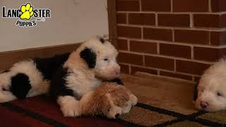 Precious Old English Sheepdog Puppies