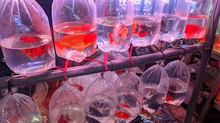 Download Lagu REVIEW IKAN HIAS KOKI RANCHU SAPI MUTIARA BALON SLAYER. STOK TERBARU 