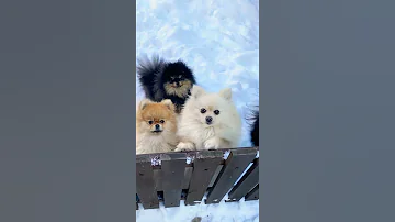 كلاب بومرينيان الجميله Beautiful Pomeranian Dogs Animals Dog كلب كيوت 