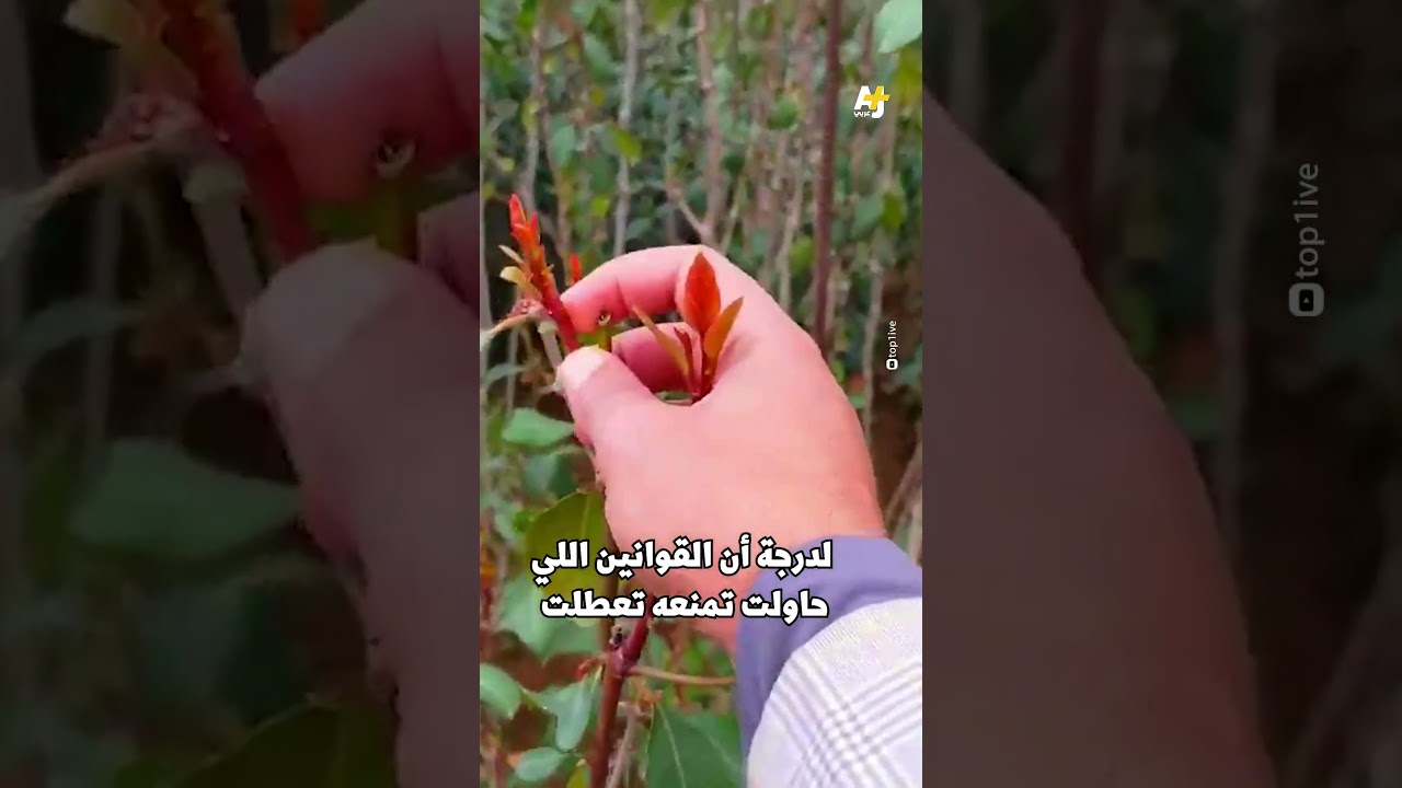 رحلة طرد "المحتل الأخضر" من مزارع اليمن